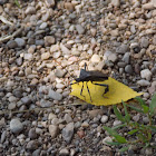 Leaf-Footed Bug