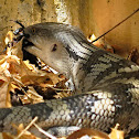 Eastern Blue-tongue Lizard (Juvenile)