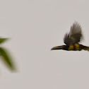 Aracari