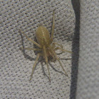 Longlegged Sac Spider