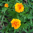 Marigold