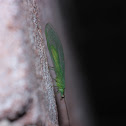 Green Lacewing