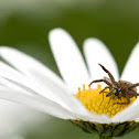 Crab Spider