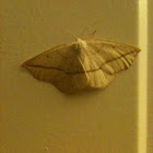 Moth