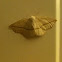 Moth