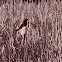 Red-winged Black Bird