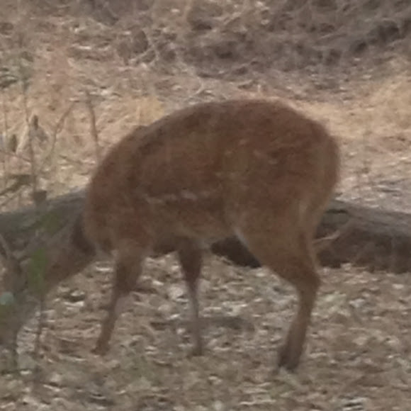 Spotting Image 1
