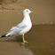 Ring-billed Gull