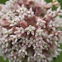 common milkweed