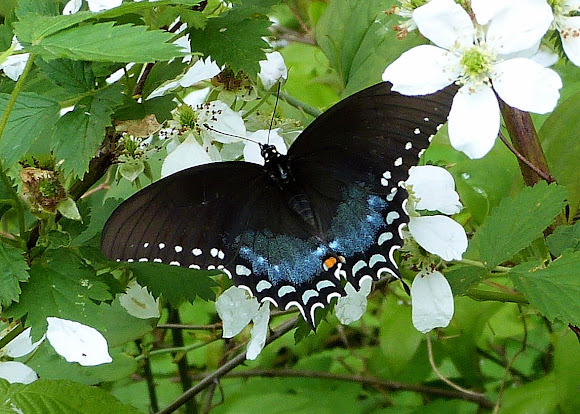 Spotting Image 1
