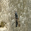 Soldier fly
