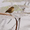Mosquitero común (Chiffchaff)