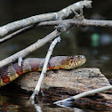 Northern Water Snake