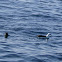 Laysan Albatross