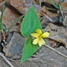 Yellow Violet