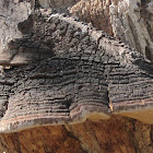 Phellinus