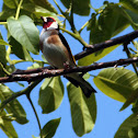 European Goldfinch - Stehlík obecný
