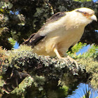 Yellow-headed Caracara
