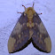 Lobed Citheronia
