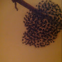 Frogs eggs