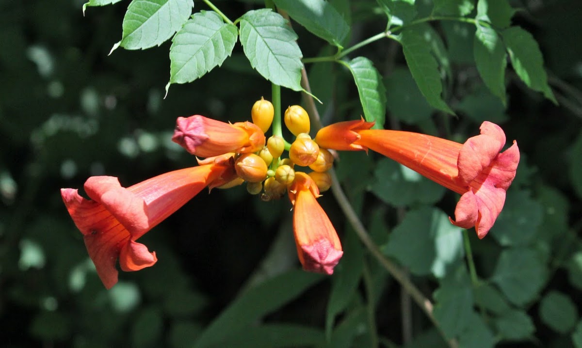 Trumpet Vine