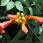 Trumpet Vine