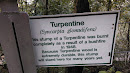 Turpentine