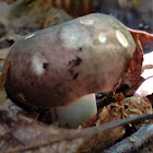 Variable Russula
