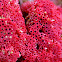 Coral or Sponge
