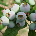 Blueberries