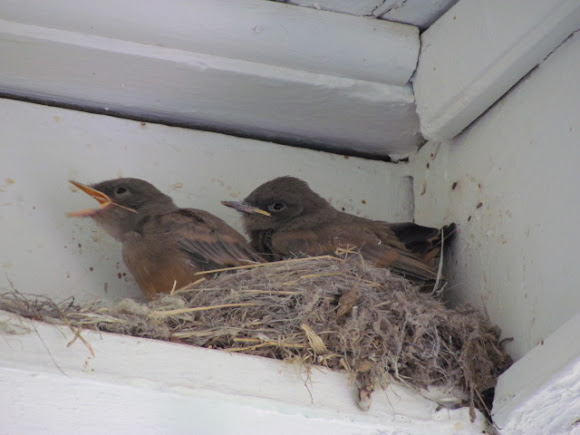 Spotting Image 1
