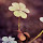 lesjardinsdandrea