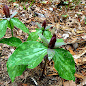 Relict Trillium