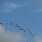 greater flamingo