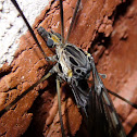 Giant Crane Fly