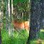 White-tailed deer
