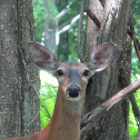 White-tailed deer