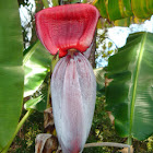 Banana Blossom
