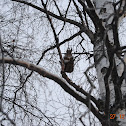 Unknown spotting