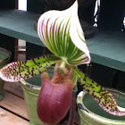 Lady's Slipper