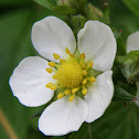 Fragaria (Strawberry flowers)