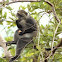 Blue monkey