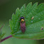 Black-horned Gem