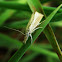 Grass moth