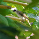 Yellow-vented Bulbul