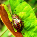 Leaf Beetle