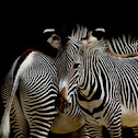 Mountain Zebra