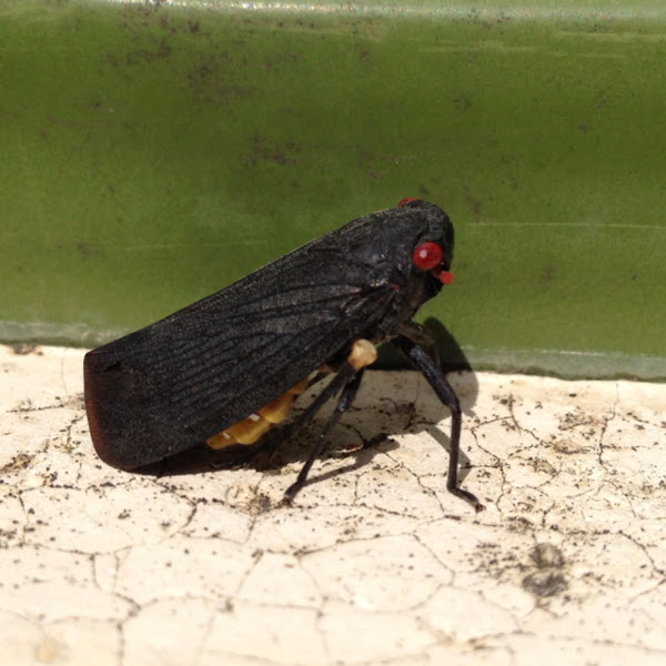 Lantern Fly Project Noah