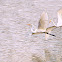 Egret