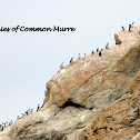 Common Murre